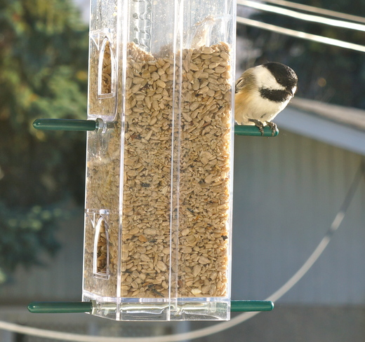 Nut hatches of different varieties and a Chickadee . Calgary, AB
