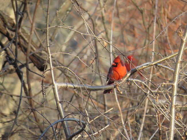 Red Cardinals in Oakville. Oakville, ON