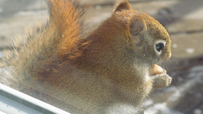 Squirrel Pointe-Verte, NB