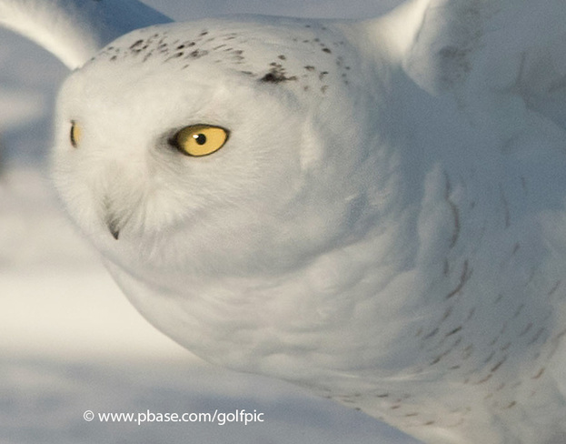 Male snowy owl close-up Ottawa, ON