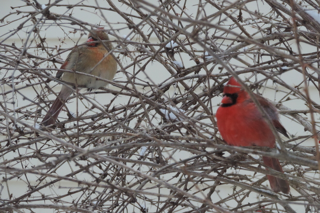 A Pair of Cardinals Ottawa, ON