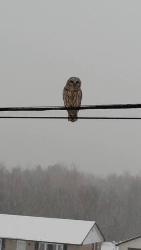 Barred Owl Lakefield, ON