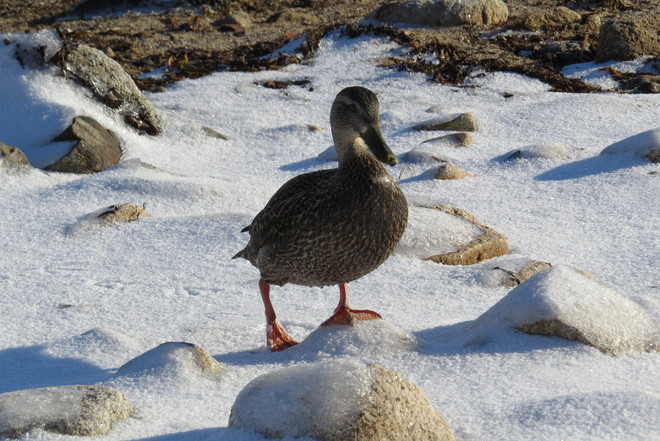 American Black Duck Walking Carefully Schnare Cove, Chester, NS
