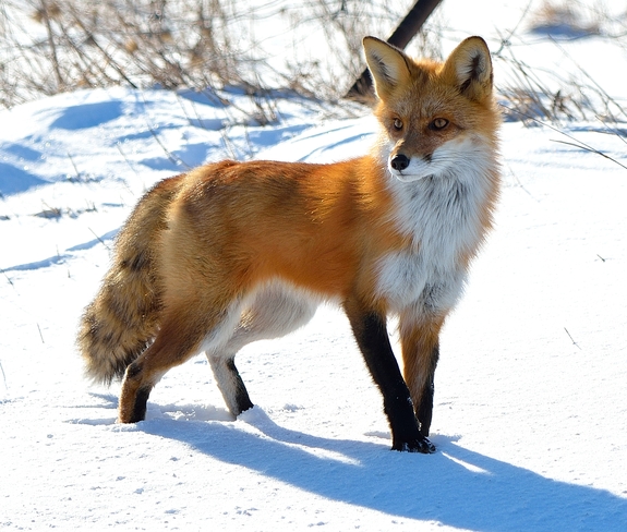Majestic Fox Kingston, ON