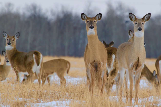 Curiously deer Saskatoon, SK