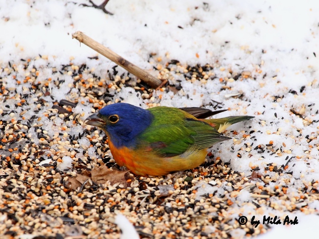 Painted Bunting 1306 Lakeshore Road East, Oakville, ON L6J 1L6, Canada