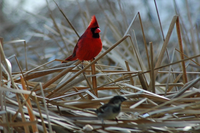 Cardinal...Sparrow Milliken Park, Toronto, ON