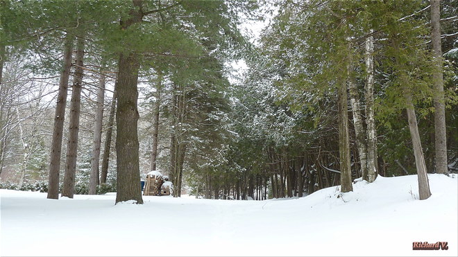 Hiver et son paysage dans les bois Saint-Georges, QC