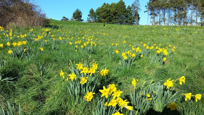 Beacon Hill daffodils Victoria, BC