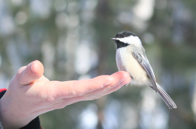 Bird on hand is worth two in bush Sudbury, ON
