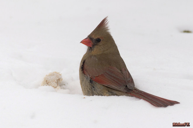 Cardinal rouge femelle ... Québec, QC