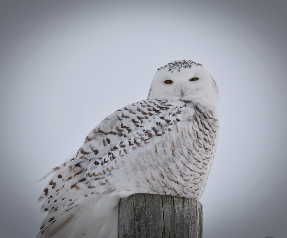 Snowy Owl Dublin, ON