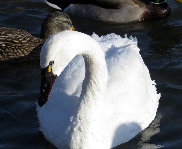 Swans Toronto, ON