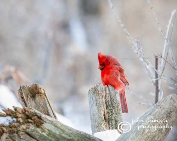 Male Cardinal Lynde Shores Conservation Area, Whitby, ON
