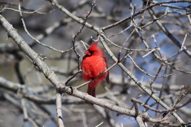 Cardinals 2015 Burlington, ON