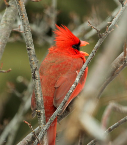 Tired Cardinal Greater Napanee, ON