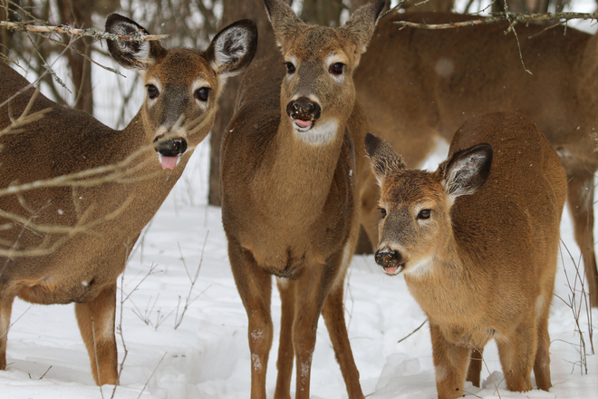 3 Cheeky Deer ! Ontario
