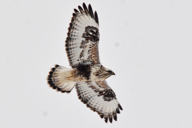 Rough-Legged Hawk in Flight Linwood, ON