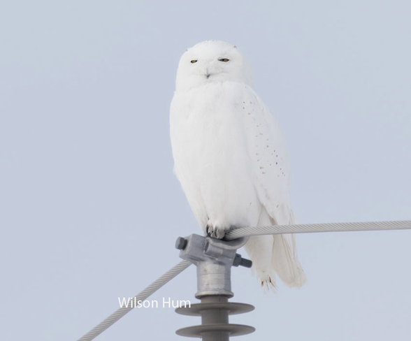 Snowy owl Ottawa, ON