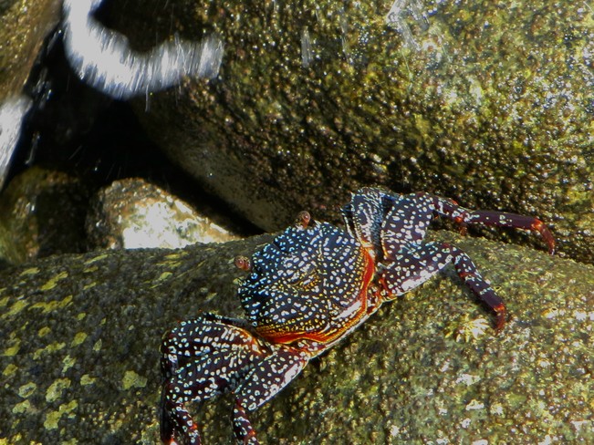 Pretty Crab...well sort of. Sooke, BC