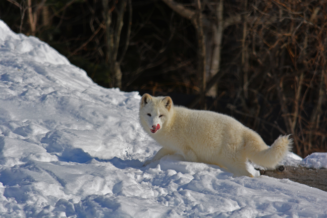 Nose-licking good - arctic fox Montebello, QC