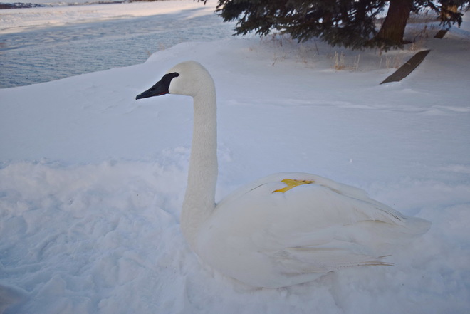 Swans greeting each other on the waterway & one close up Greater Sudbury, ON