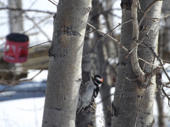 downey woodpecker Thunder Bay, ON