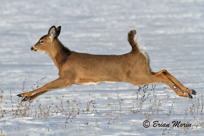 Bambi learns to fly Kingston, Ontario Canada
