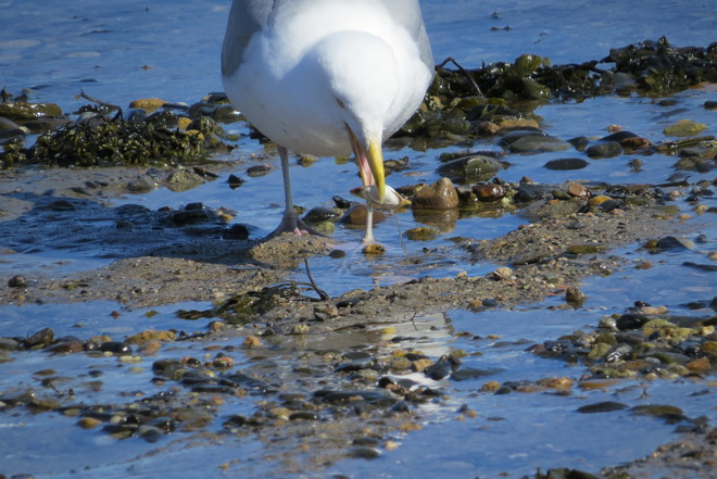 Herring Gull Detects A Treat! Schnare Cove, Chester, NS
