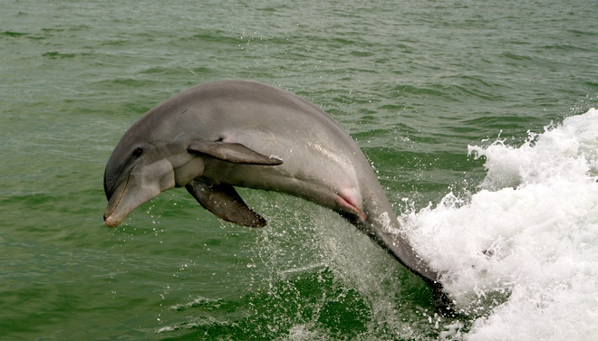 Dolphin at play Sanibel, FL, United States