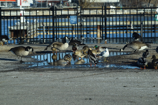 Birds of a feather flock together???????? Port Dahlousie St. Catharines, Ontario