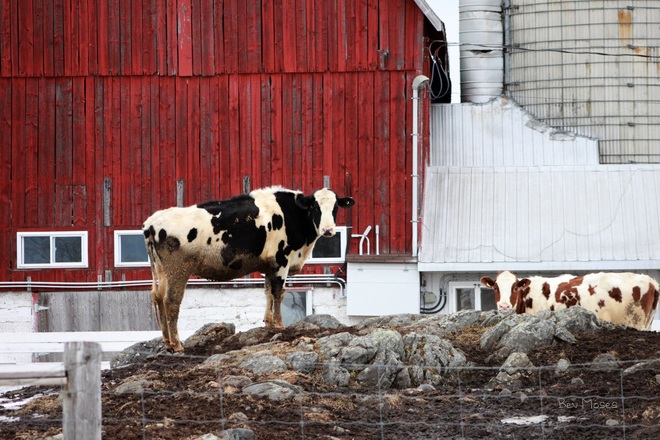 Country Cows Beachburg, ON