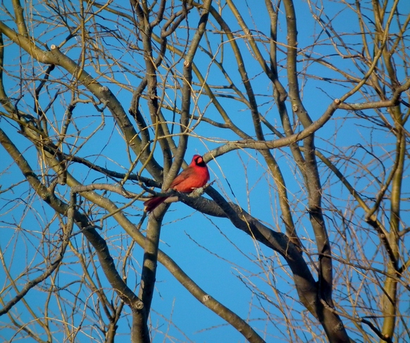 Cardinal soaking up the morning sun Wolfville, NS