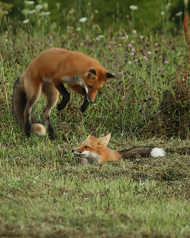 Foxes Playing Mount Cameron , Antigonish, NS Canada