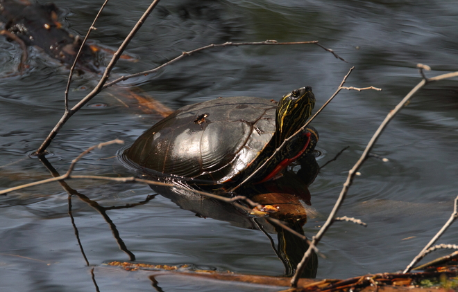 Turtle, turtle!!! 1205 Pinetree Way, Coquitlam, BC V3B 7Y3, Canada
