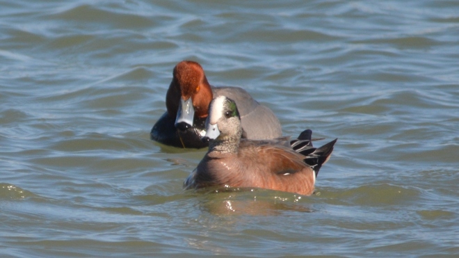 Male American Wigeon! St Catharines, ON
