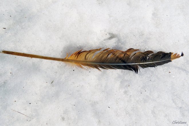 Identification d'une plume Trois-Rivières, QC