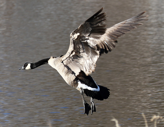 Canada Goose in flight. Carleton Place, ON