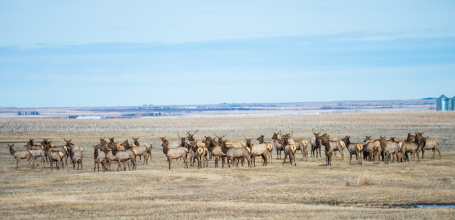 Wild herd of Elk Aldersyde, AB