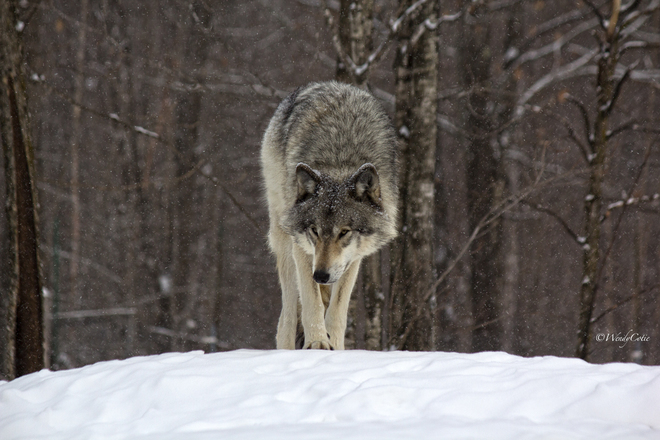 Great Gray Wolves (Canus lupus) Parc Oméga, Montebello, QC