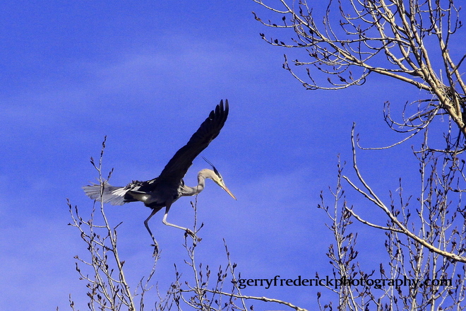 Heron landing Cranbrook, BC