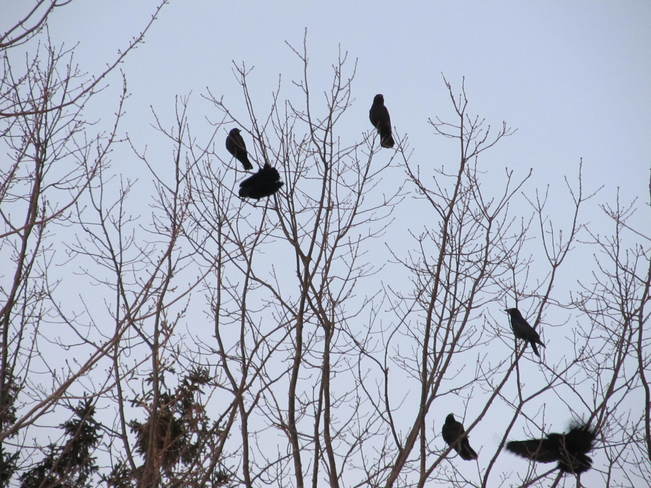 Murder of Crows 637 Greenwood Promenade, Shediac, NB E4P 1V9, Canada