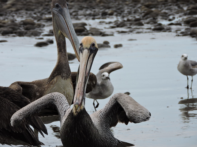 pelicans Tárcoles River, Puntarenas, Costa Rica