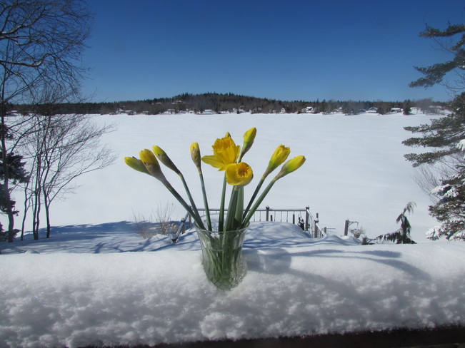 Spring in Nova Scotia Mount Uniacke, NS