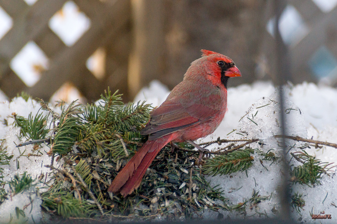 Cardinal rouge dans ma cour Québec, QC