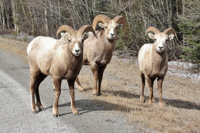 Mouflons des Rocheuses (Bighorn sheeps). Peter Lougheed Provincial Park - Kananaskis Country, Kananaskis Trail, Kananaskis, AB T0L, Canada