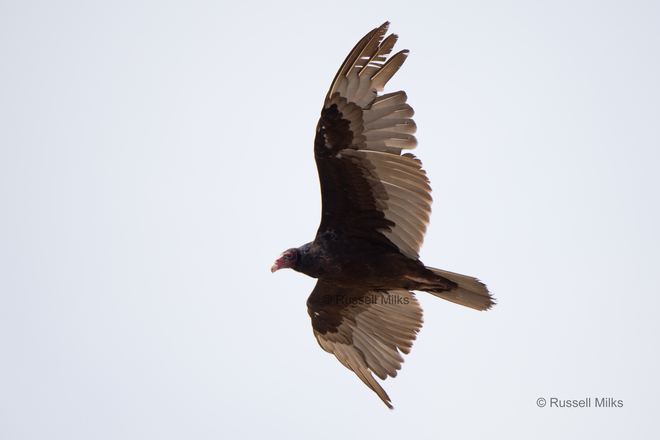 Turkey Vulture Ottawa, ON