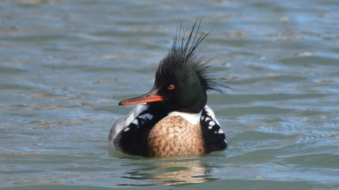 Male Red-breasted Merganser! St Catharines, ON