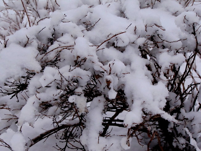 Et toute cette neige collante... Plaines d'Abraham, Avenue Wilfrid-Laurier, Québec, QC