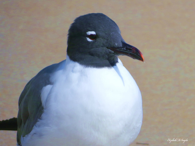 Black headed seagull Ormond Beach, FL, United States